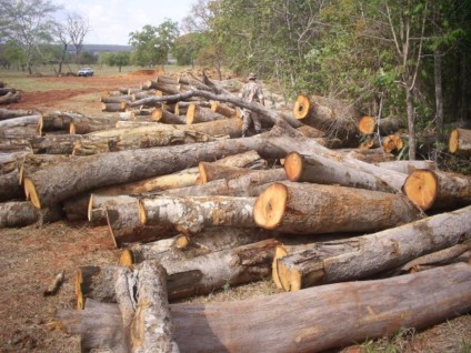 Segundo informações da PMA as pessoas que trabalhavam na serraria e o proprietário da fazenda não foram encontrados no local -