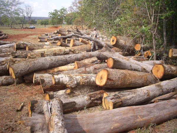 Segundo informações da PMA as pessoas que trabalhavam na serraria e o proprietário da fazenda não foram encontrados no local -