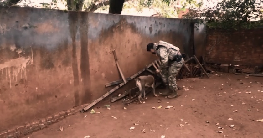 Policiais federais usaram cão farejador durante operação e busca nas casas dos suspeitos. - Divulgação/PF