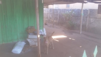 A dona dos animais disse que irá se mudar da residência até o próximo dia 31 - Lucas dos Anjos/JPNEWS