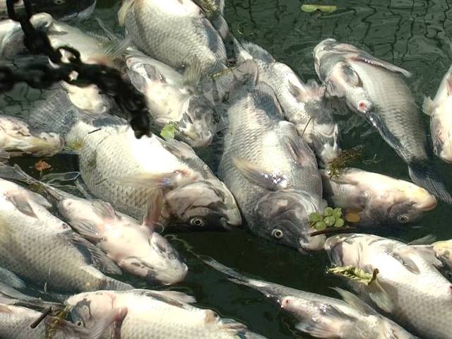 Mais de sete toneladas de peixes mortos são encontradas no rio Paraná  - Max Silva/TVC