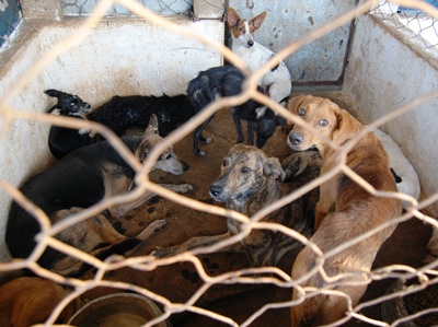 Cão infectado à espera da eutanásia -