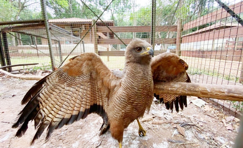 Gavião > Animal se recupera em Campo Grande - Divulgação