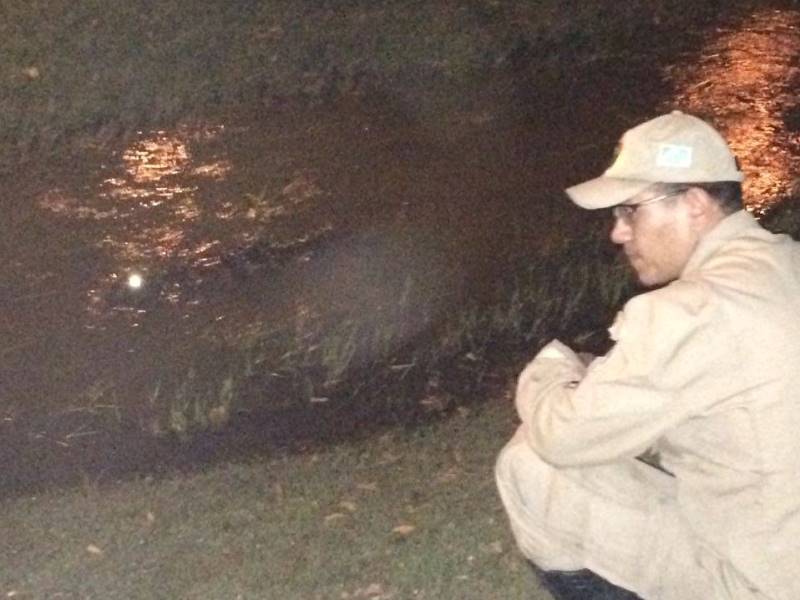 Jacaré retornou para a lagoa por um canal de captação de águas das chuvas - Renata Prandini