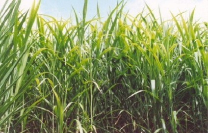 A silagem do capim Capiaçu constitui uma alternativa mais barata para suplementação do pasto no período da seca - Reprodução/Internet