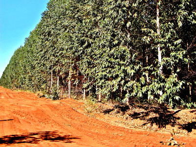 A estimativa é que até dezembro deste ano, a empresa complete 30 mil hectares de eucaliptos plantados. - A estimativa é que até dezembro deste ano, a empresa complete 30 mil hectares de eucaliptos plantados. -