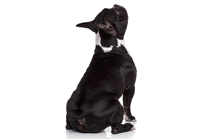 Novo remédio contra a dermatite canina é aprovado no Brasil