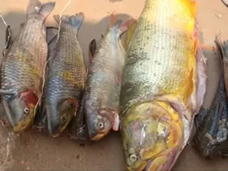 Peixes foram doados ao Albergue Joana D’Arc, de Aparecida do Taboado - PMA