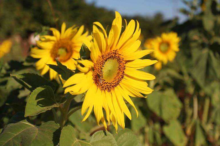 Girassol, bela flor que traz harmonia, alegria, e um toque especial na avenida Rosário Congro, em Três Lagoas. - Hugo Leal/ JPNEWS