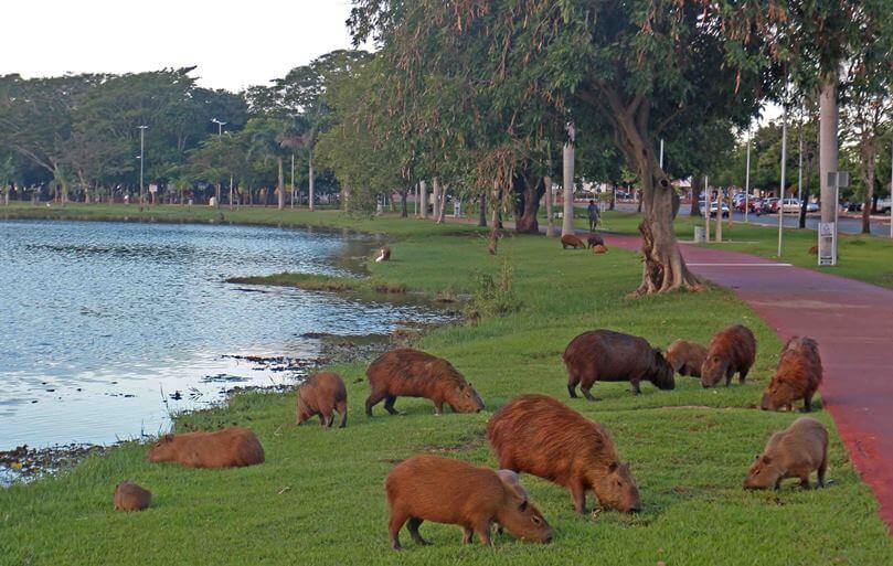 Capivaras se espalham pela Lagoa Maior, em Três Lagoas, e chamam a atenção de todos nesta quinta feria (22). - Hugo Leal/JPNEWS