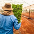 Expansão das atividades agroindustriais aumenta demanda por serviços