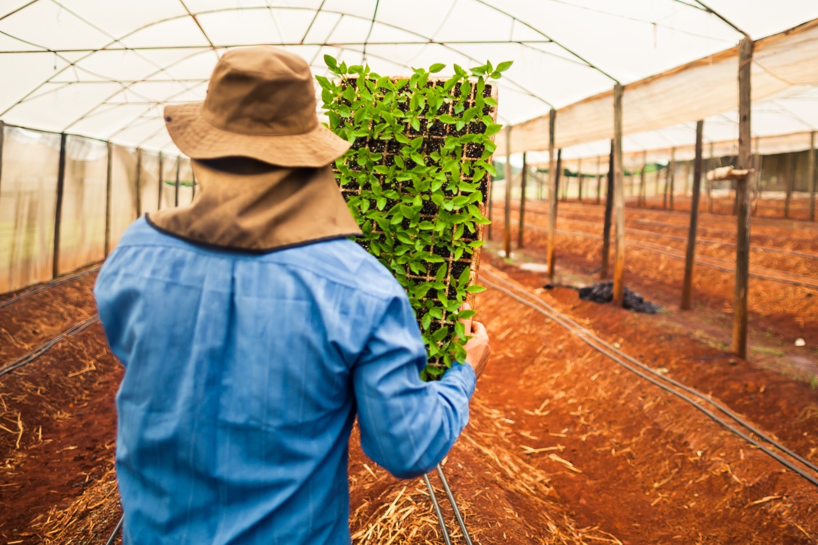 Expansão das atividades agroindustriais aumenta demanda por serviços