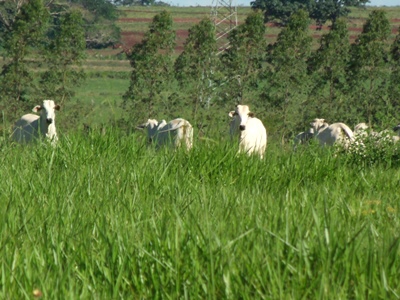 Produção de Mato Grosso do Sul abastece, principalmente, mercado russo -