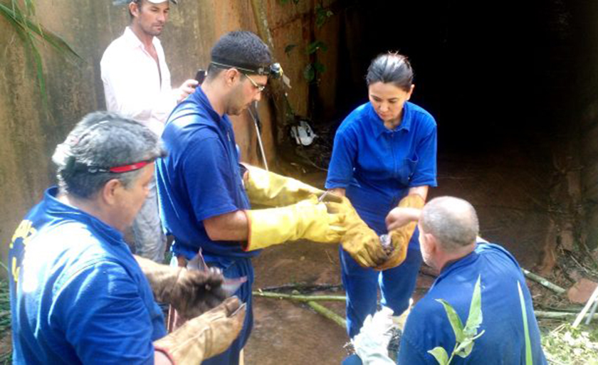 No destaque registro da aplicação de warfarina para controle da colônia de morcegos hematófagos em passagem de água fluvial na BR 359, em Coxim - Divulgação/Iagro