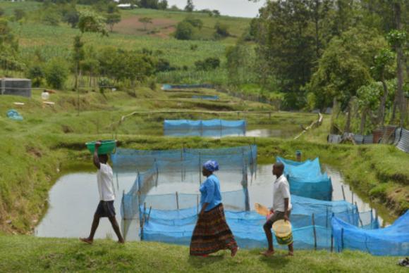 A produção de tilápia em cativeiro é uma atividade econômica importante em vários países - FAO/ONU