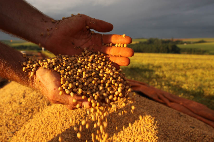 Soja teve boa produtividade com 59,2 sacas/ha - Foto: Jonas Oliveira