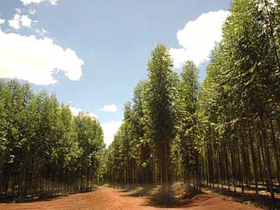 O Estado atingiu, em 2010, o número de 390 mil hectares de florestas cultivadas -