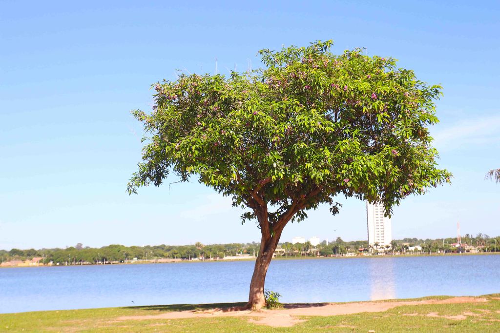 Raios de sol refletem a beleza da natureza na Lagoa Maior, em Três Lagoas - Hugo Leal/JPNEWS