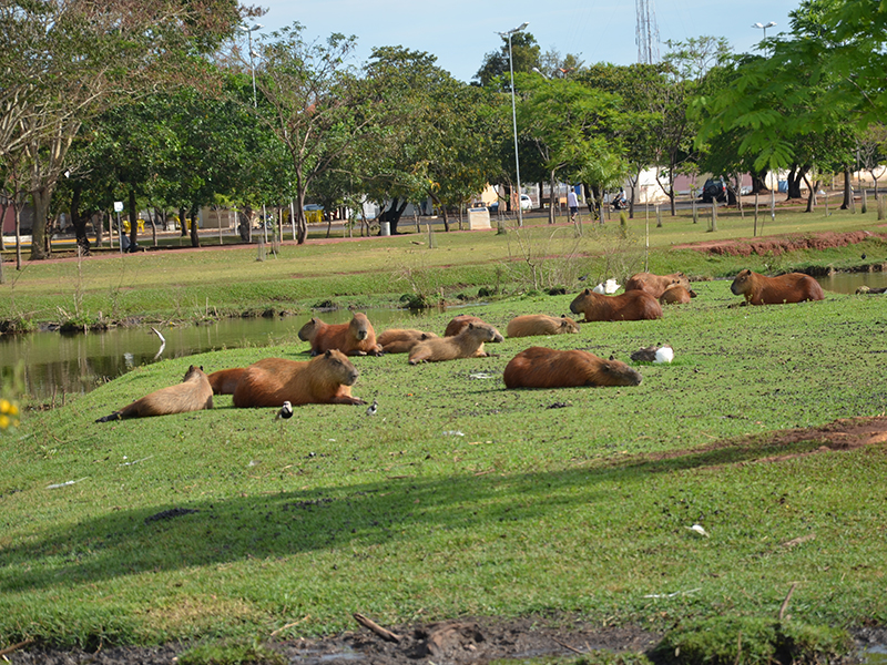 Autoridades afirmam que o riscode contaminação é maior pelo aumento da população de capivaras - Claudio Pereira/ JP