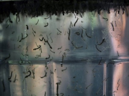 Campanha irá identificar larvas do mosquito AedesAegypti - Arquivo/Agência Brasil