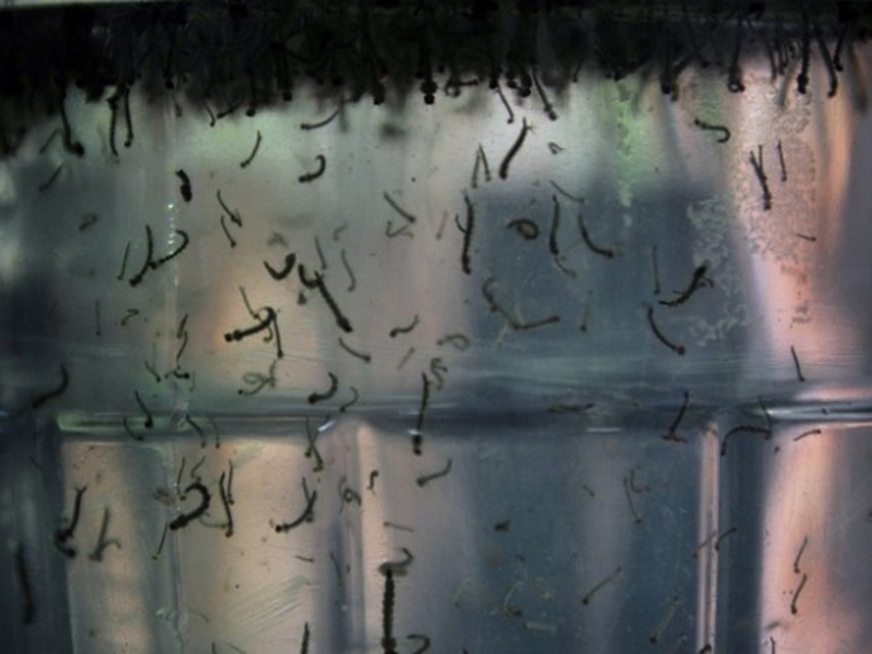 Campanha irá identificar larvas do mosquito AedesAegypti - Arquivo/Agência Brasil