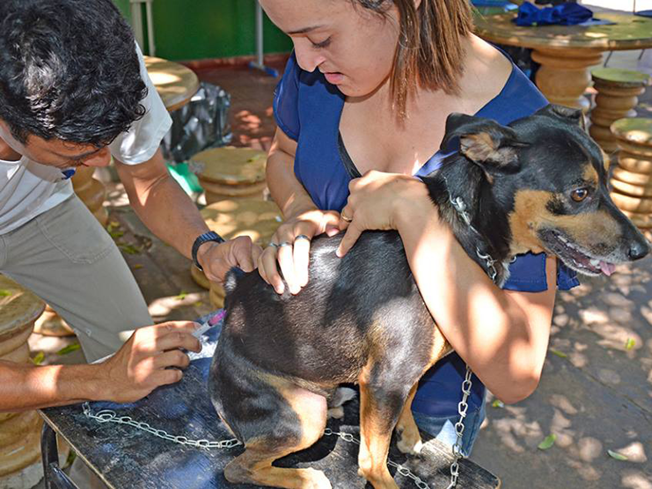 Animais que tem 60 dias ou mais de vida podem ser vacinados - Divulgação