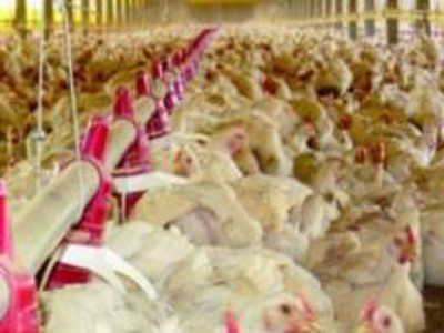 China foi, no primeiro semestre de 2012, o segundo maior importador da carne de frango brasileira -