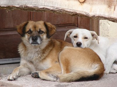 Por mês, 300 cães são sacrificados na cidade. -