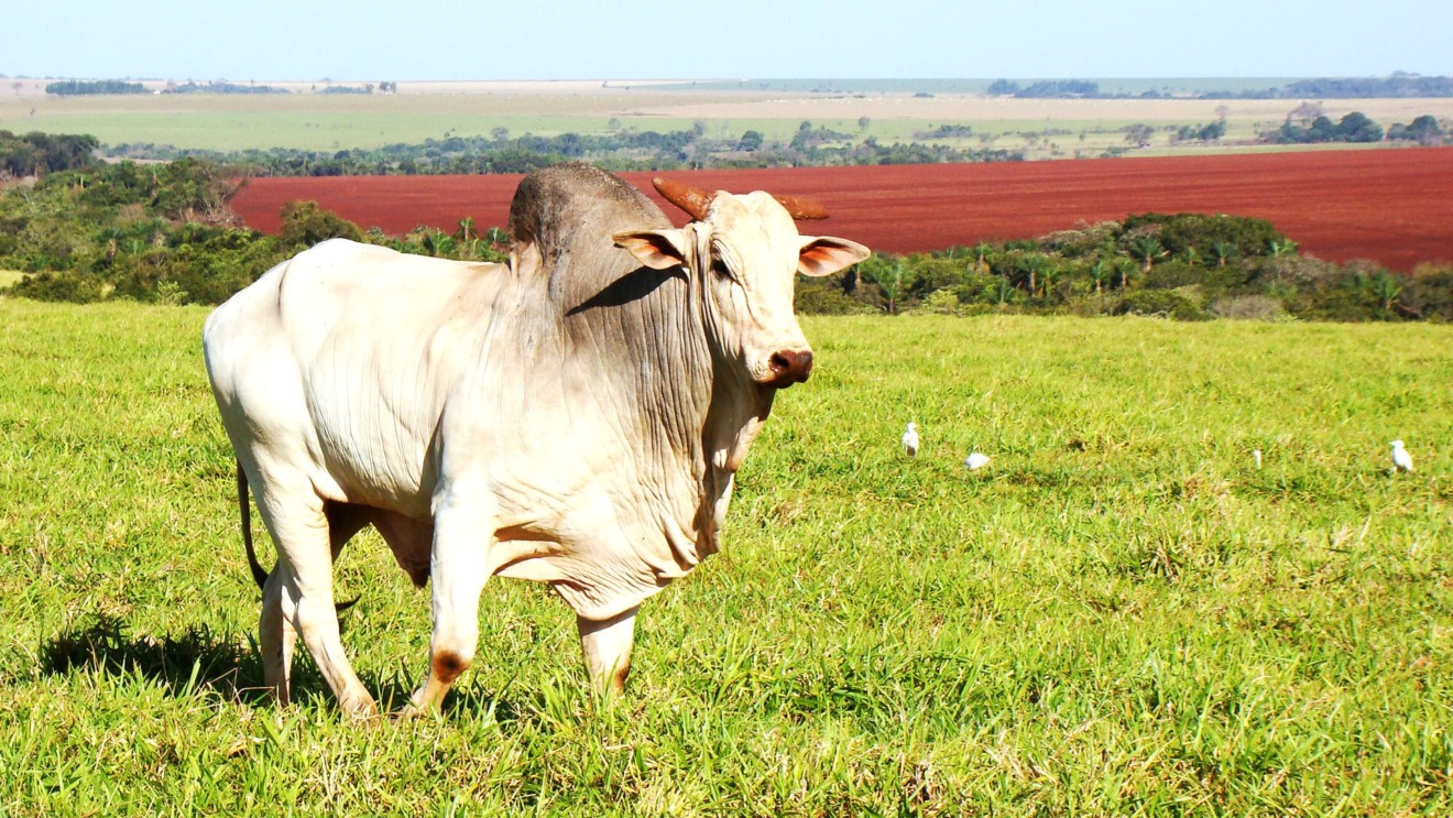 Levantamento do IBGE considera todas as riquezas do município, com destaque para a agropecuária 