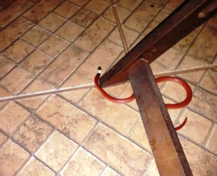 Cobra encontrada dentro de residência no bairro Paranapungá - Arquivo pessoal Cobra encontrada dentro de residência no bairro Paranapungá - Arquivo pessoal