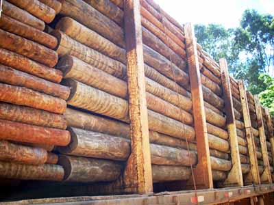 No final de 2012, inicia operação a primeira fábrica da Eldorado Celulose, em Três Lagoas -