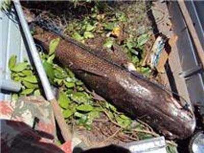 Todos os pescadores autuados responderão pelo crime ambiental de pesca predatória -