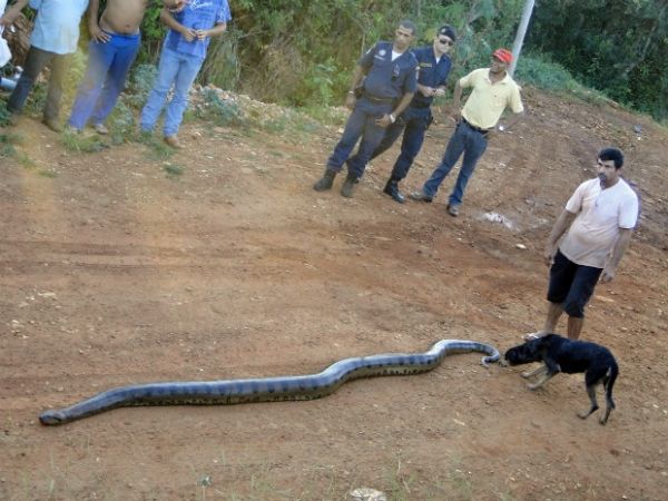 Cachorro foi imobilizado por cobra, mas conseguiu se soltar sem ferimentos -