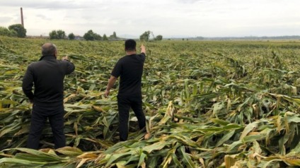 Campo de milho deitado na província de Heilongjiang, na China, após tempestades das últimas semanas - Foto: Orange Wung/South China Morning Post