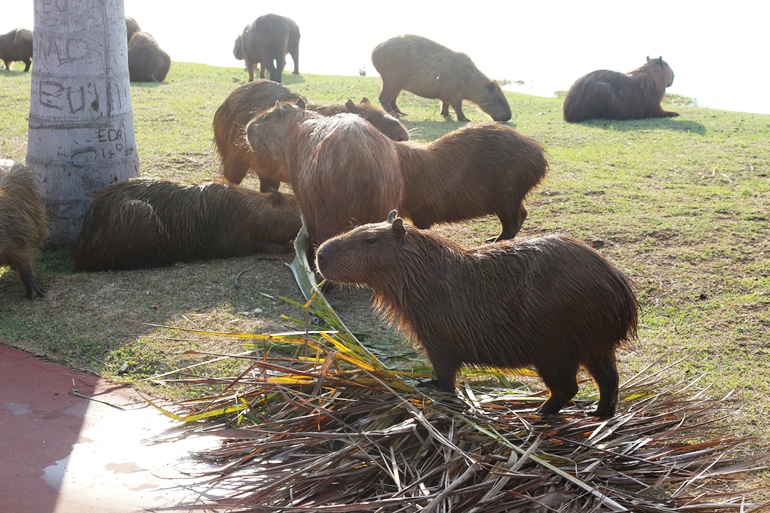 Começamos a segunda-feira (4) com as belezas da fauna da Lagoa Maior, em Três Lagoas. - Danielle Leduc/JPNEWS