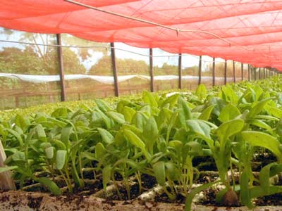 Produtos agrícolas cultivados sem defensivos químicos -