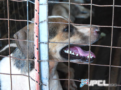 Diariamente, a pedido dos donos dos animais, são recolhidos mais de 20 cães com leishmaniose -