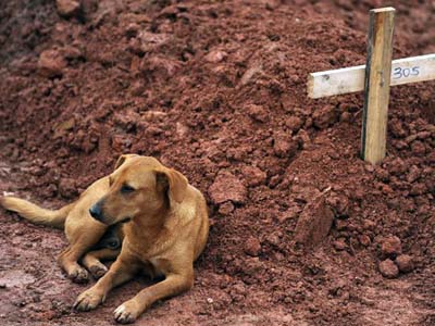 O cão ?está muito carente e pula no colo de qualquer pessoa que se aproxime - O cão ?está muito carente e pula no colo de qualquer pessoa que se aproxime -