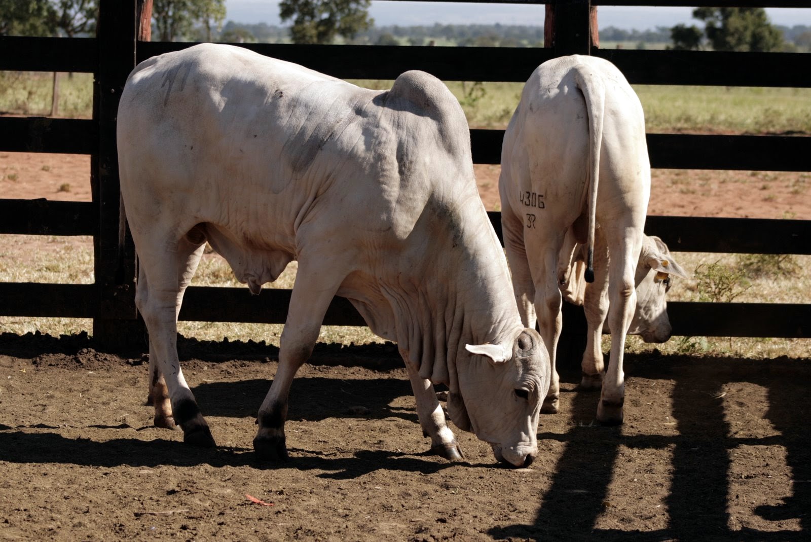 Com 21 milhões de animais, MS teve 99,11% do rebanho vacinado - Foto: Agro Rede