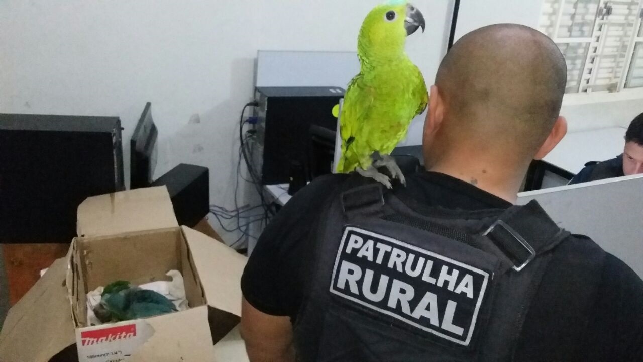 Três aves foram apreendidas pela Patrulha Rural - Celso Daniel/TVC