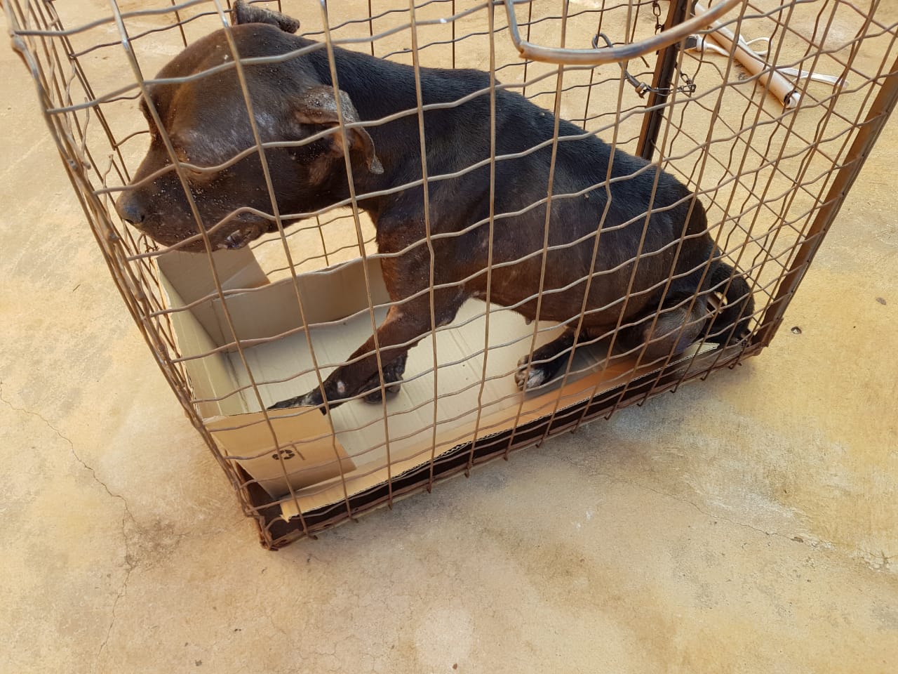 Cachorro estava sem comida e nem água - Divulgação/PMA