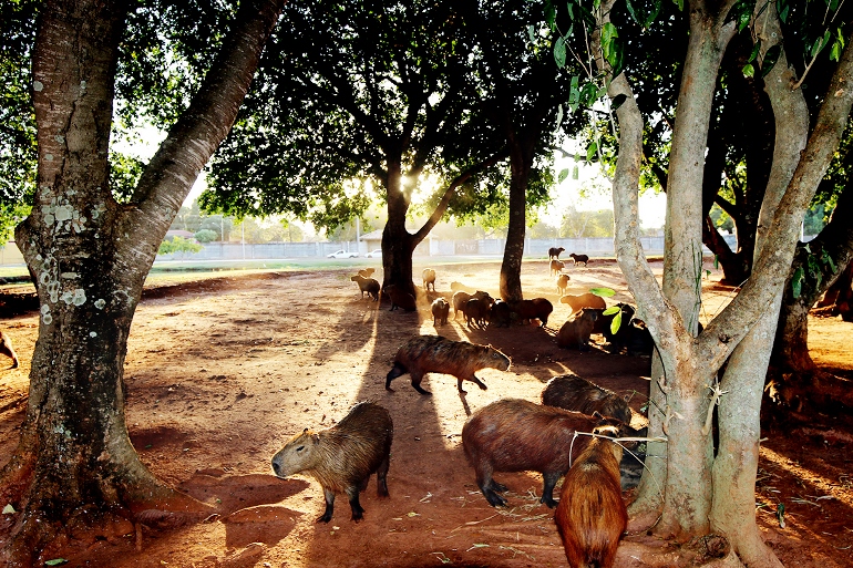 Principal cartão postal de Três Lagoas - Lagoa Maior - sente os efeitos da estiagem, que é considerada o mais longa e quente dos últimos anos, em MS - Divulgação