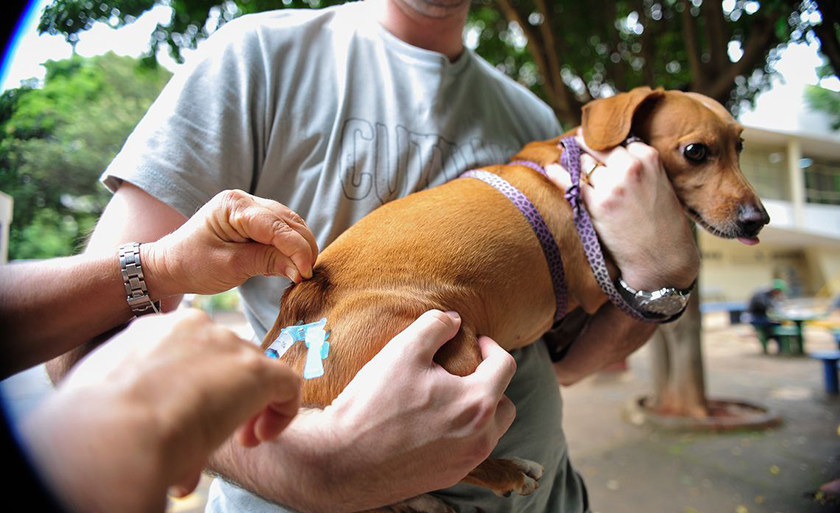 Mais de mil animais entre cães e gatos foram imunizados - Arquivo/Agência Brasil