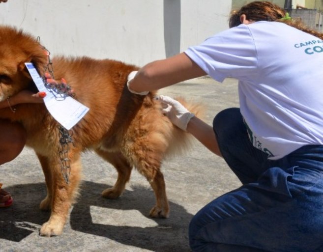 Vacina contra raiva é gratuita e donos de pets devem ficar atentos à doença - Arquivo/JPNEWS