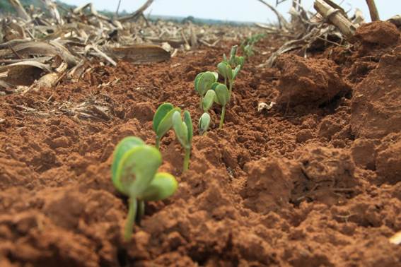 Iagro precisa ser informada sobre o fim do plantio até 10 de janeiro de 2021 - Foto: Divulgação Semagro MS