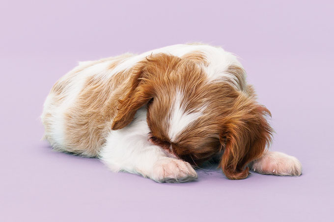 Seu cão tem medo de barulho? Esse gel pode ser a solução Seu cão tem medo de barulho? Esse gel pode ser a solução