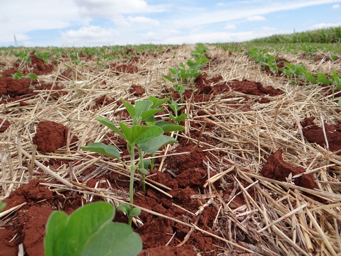 Área a ser cultivada até o final desde mês deve abranger até 5% das lavouras - Divulgação/Portal Seguro Rural