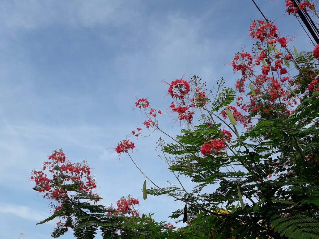 Pelo menos por mais dez dias essa forte onda de calor segue atuando sobre todas as áreas de Mato Grosso do Sul - Arquivo/JPNEWS