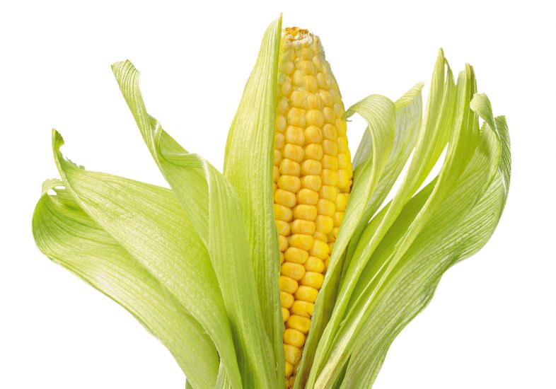 - Divulgação - Divulgação