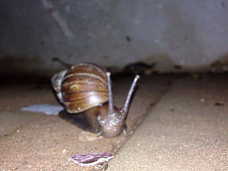 Em uma residência do bairro Vila Nova, o surgimento dos caramujos ocorre o ano todo; umidade elevada por causa das chuvas favorece a procriação do molusco - Ilustração 